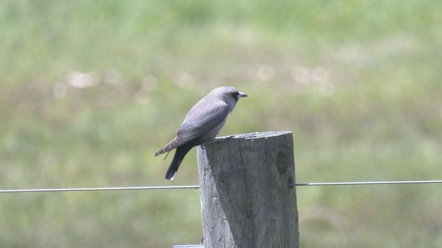 Black-faced Woodswallow - ML382541921