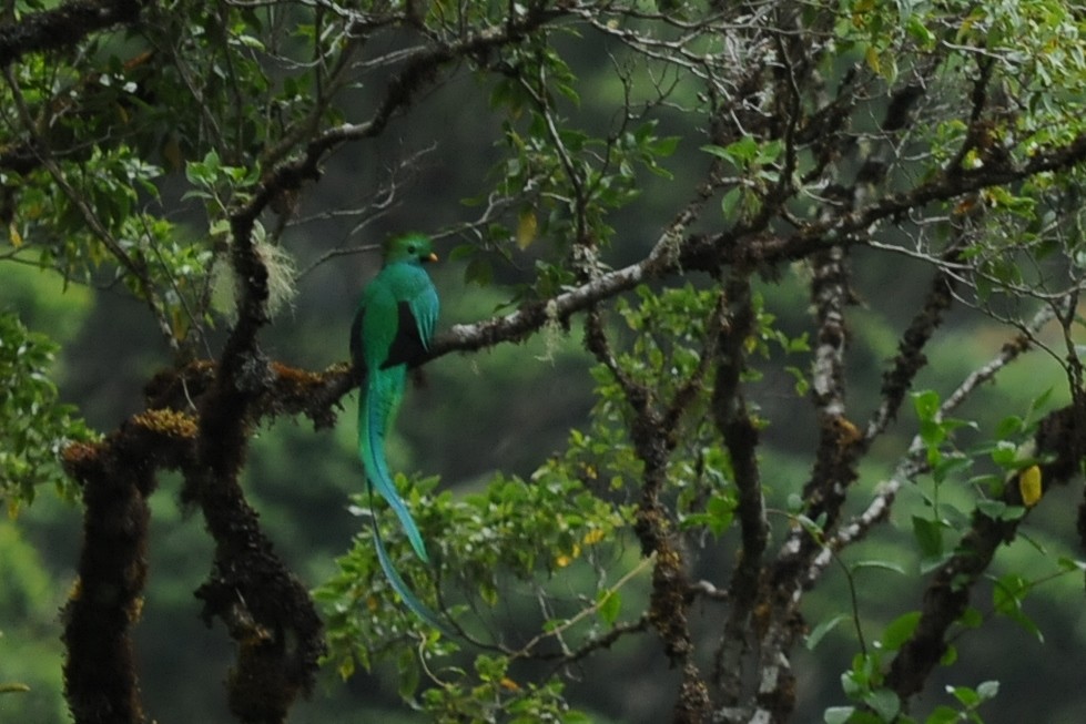 Quetzal resplendissant (costaricensis) - ML38254231