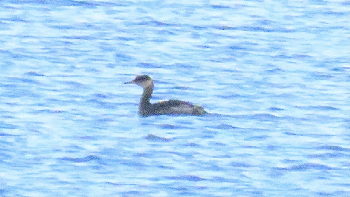 Red-necked Grebe - ML382542941