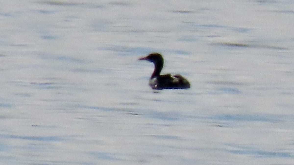 Red-necked Grebe - ML382543441