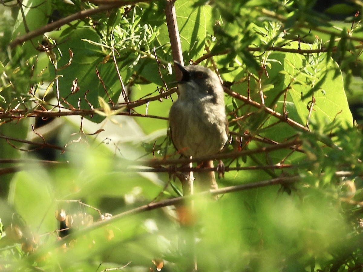 Prinia de Roberts - ML382543921