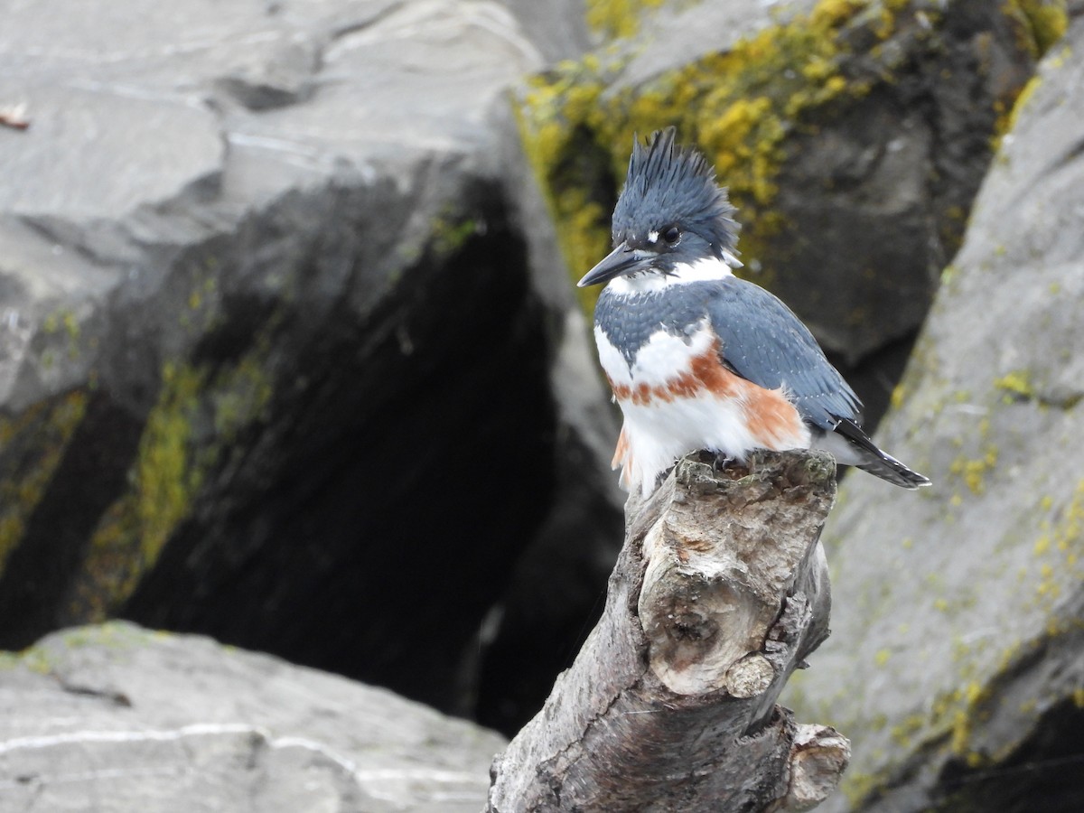 Belted Kingfisher - ML382544841