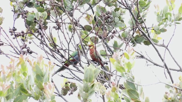 Western Rosella - ML382546001