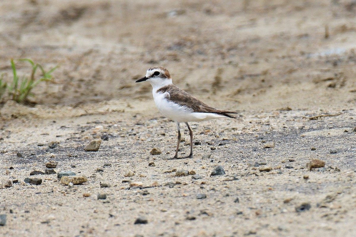 Kentish Plover - junggoo cho