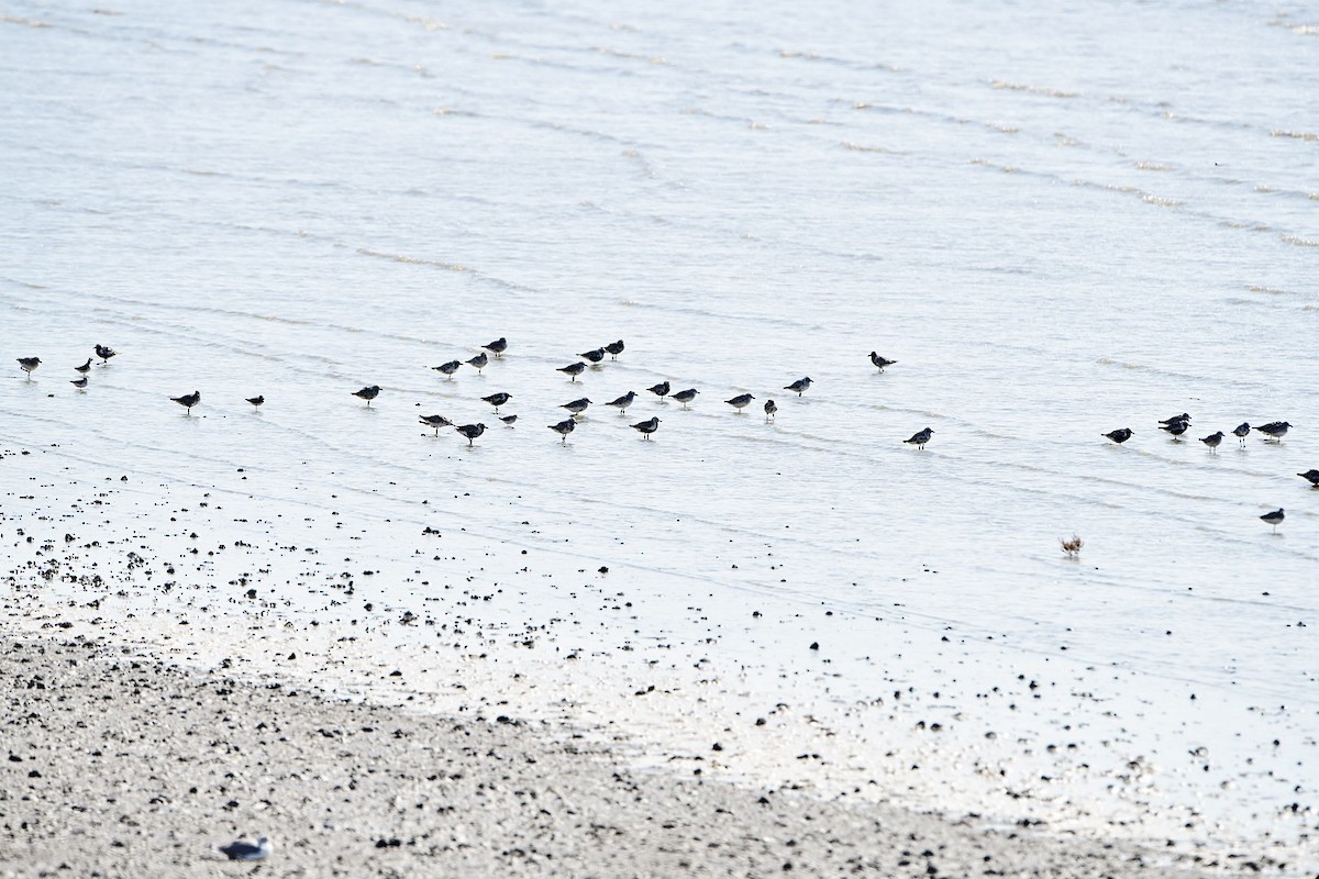 Charadrius ou Anarhynchus sp. - ML382546941