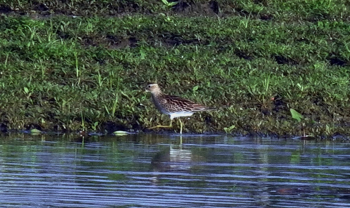 美洲尖尾濱鷸 - ML382547251