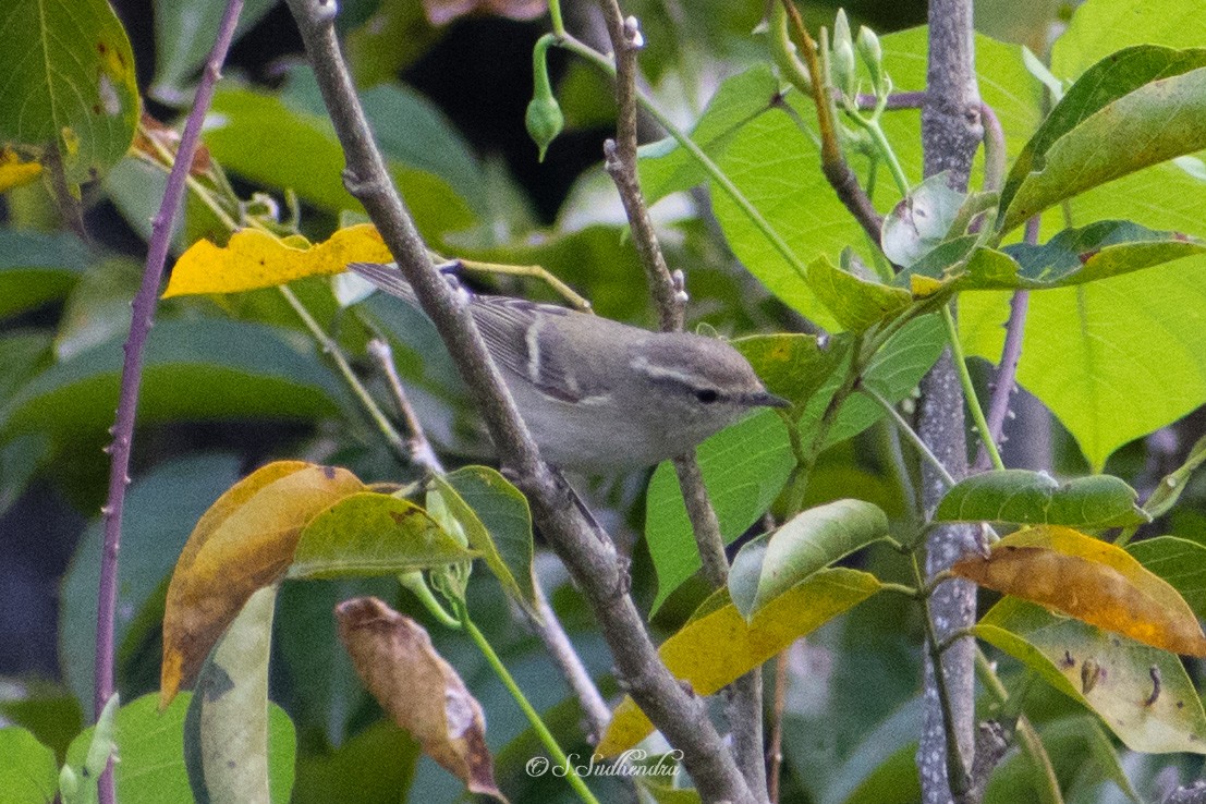 Hume's Warbler - ML382547681
