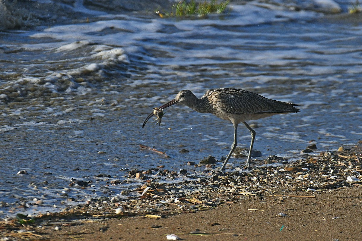 Eurasian Curlew - junggoo cho