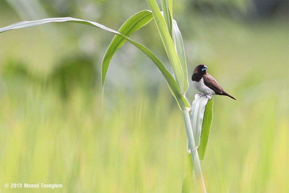 Javan Munia - ML382548381