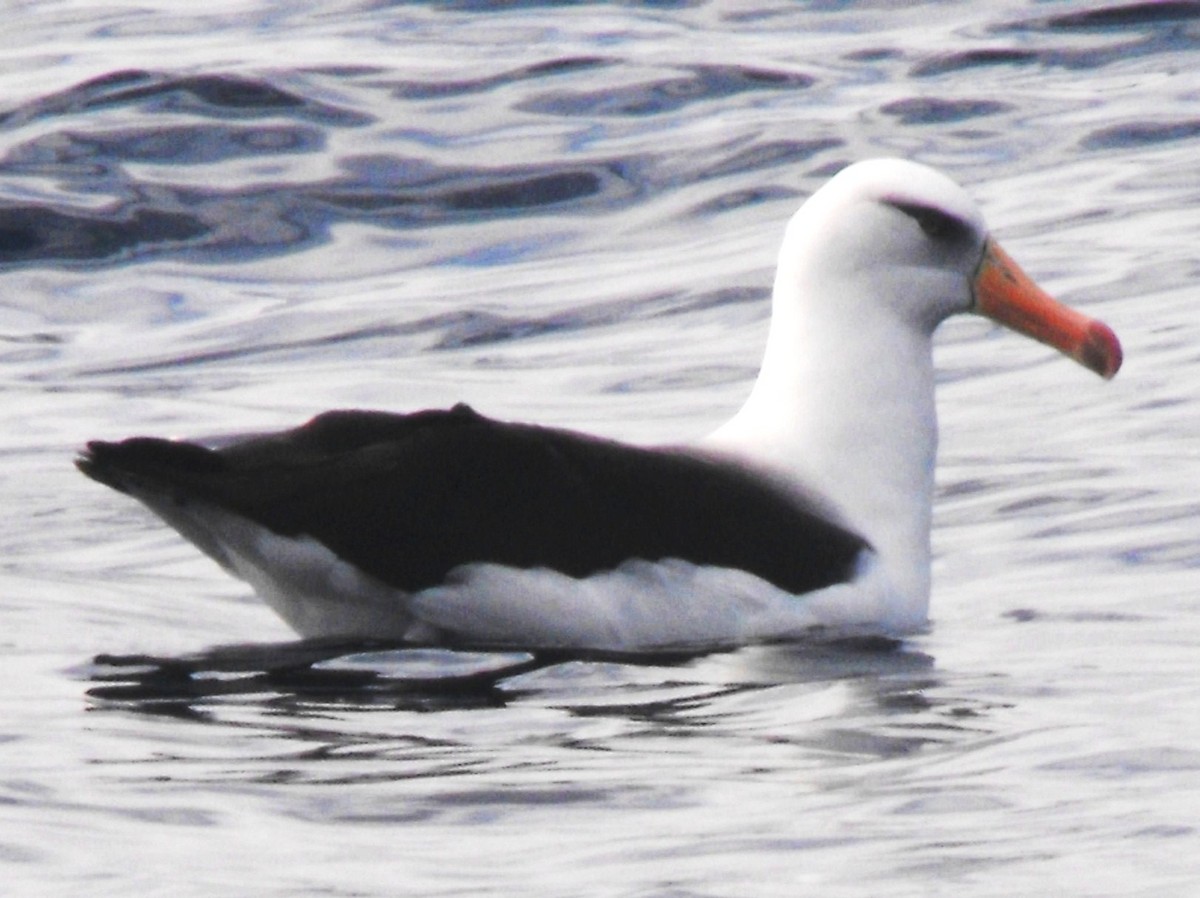 Albatros à sourcils noirs (impavida) - ML382548401