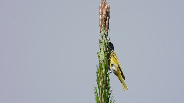 Serin du Cap - ML382548501