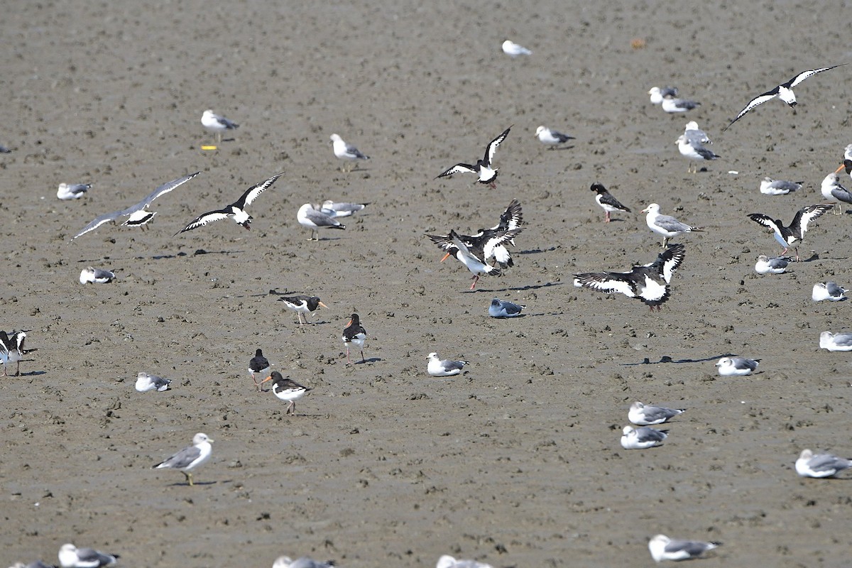 Gaviota Japonesa - ML382549271