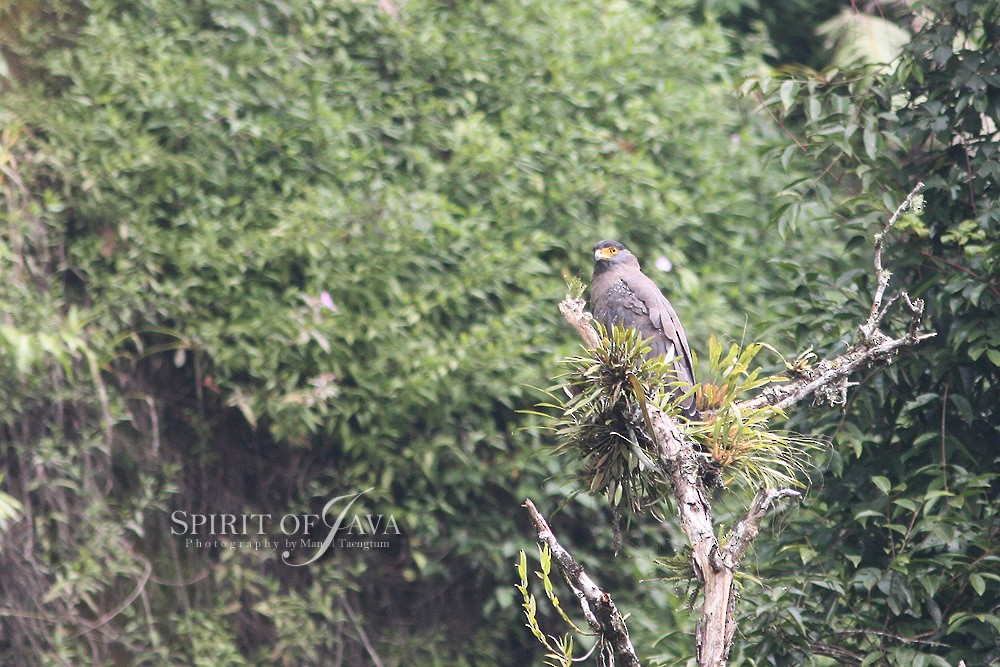 Crested Serpent-Eagle - ML382549401