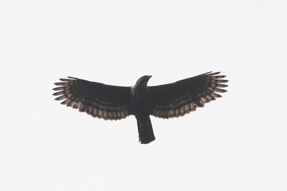 Javan Hawk-Eagle - ML382549411