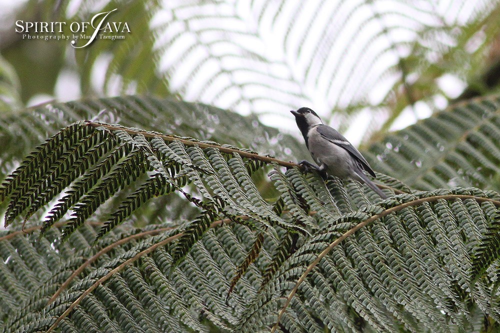 Cinereous Tit - ML382549971