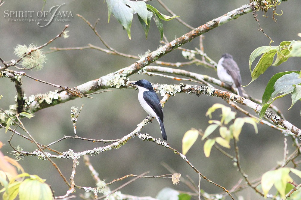 Black-winged Flycatcher-shrike - ML382549991