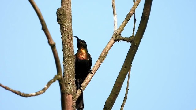 Нектарка бронзова - ML382550141