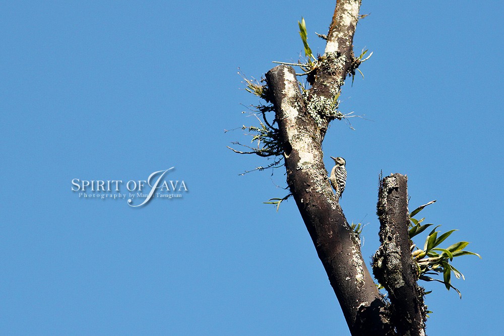 Freckle-breasted Woodpecker - ML382550181