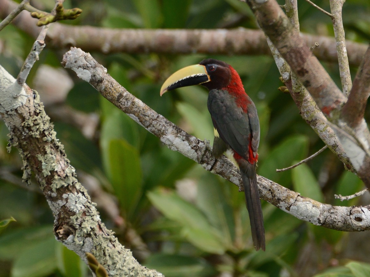 Red-necked Aracari - ML38255211