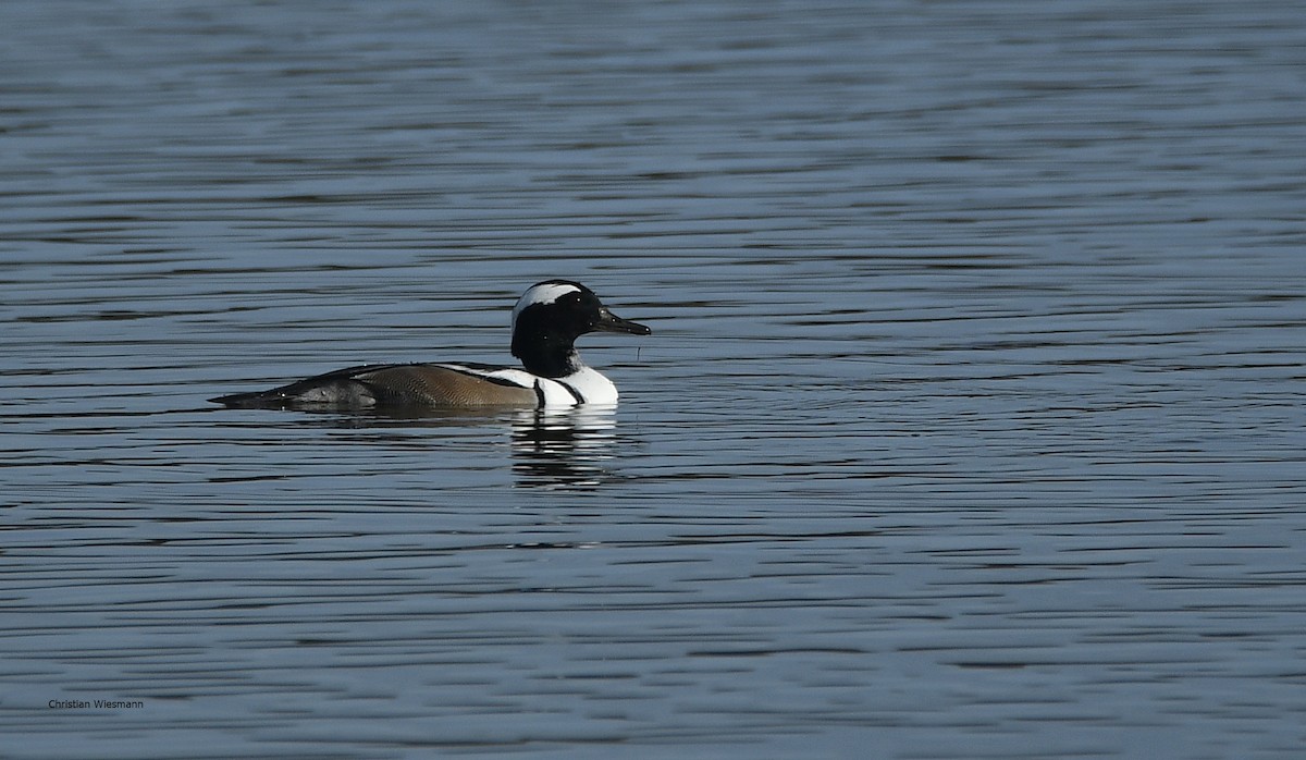 Smew x Hooded Merganser (hybrid) - ML382552141