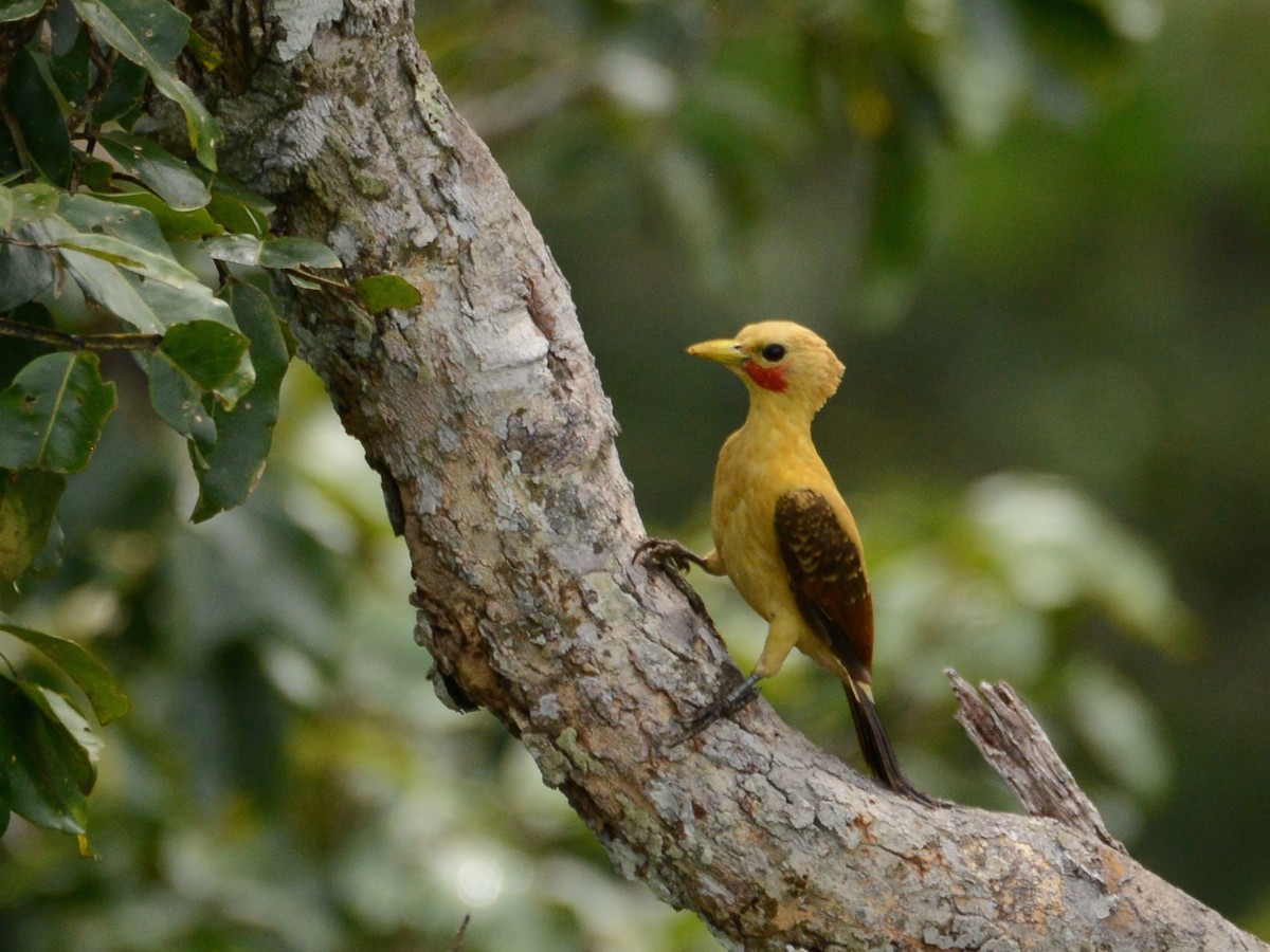 Cream-colored Woodpecker - Alan Van Norman