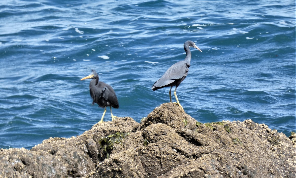 Pacific Reef-Heron - ML382553331