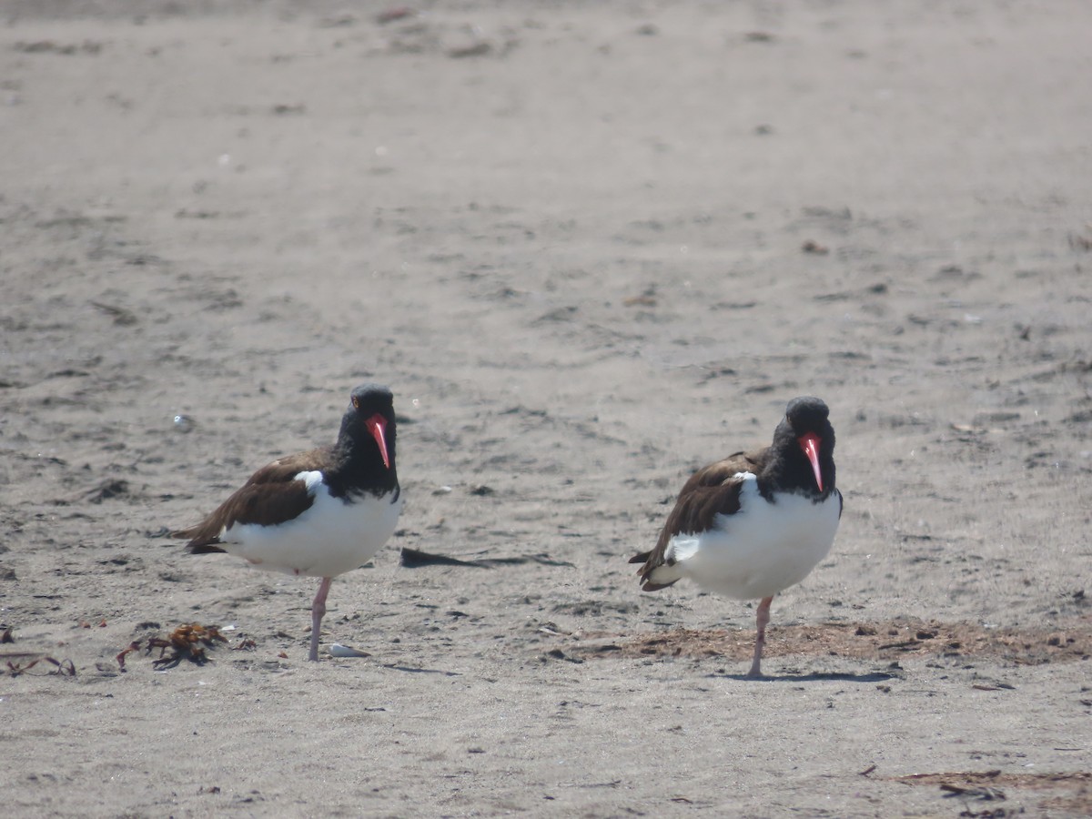 American Oystercatcher - ML382553421