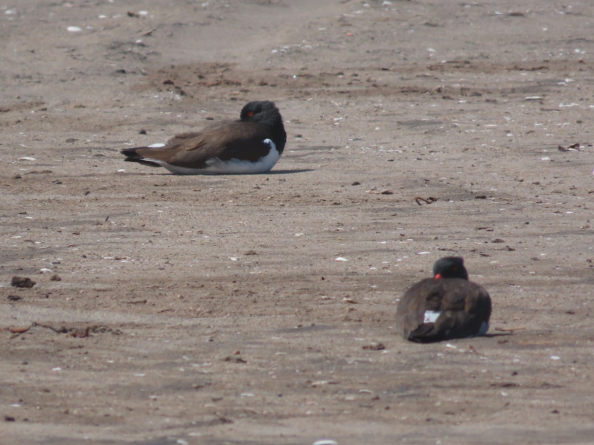 American Oystercatcher - ML382553451