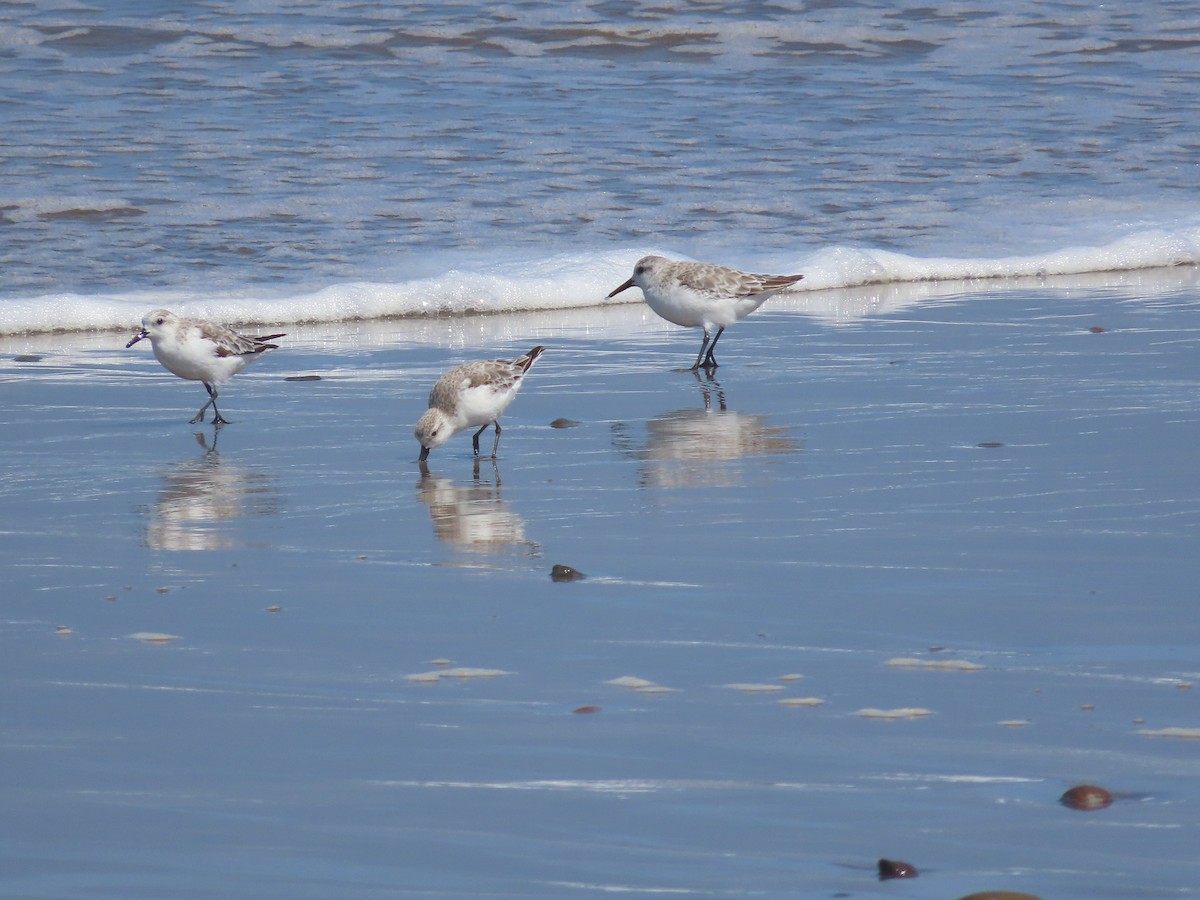 Sanderling - ML382554111