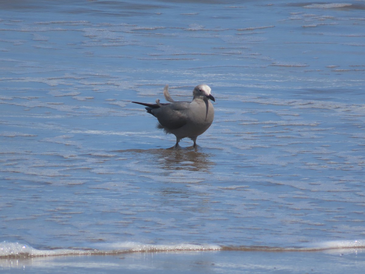 Gray Gull - ML382554301