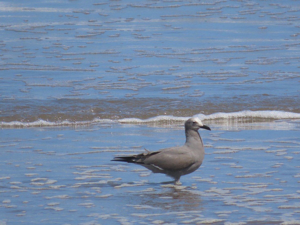 Gray Gull - ML382554311