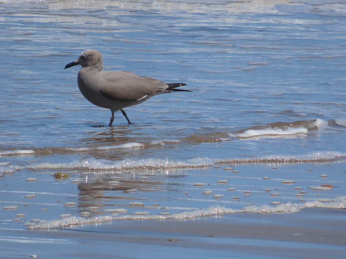 Gray Gull - ML382554321