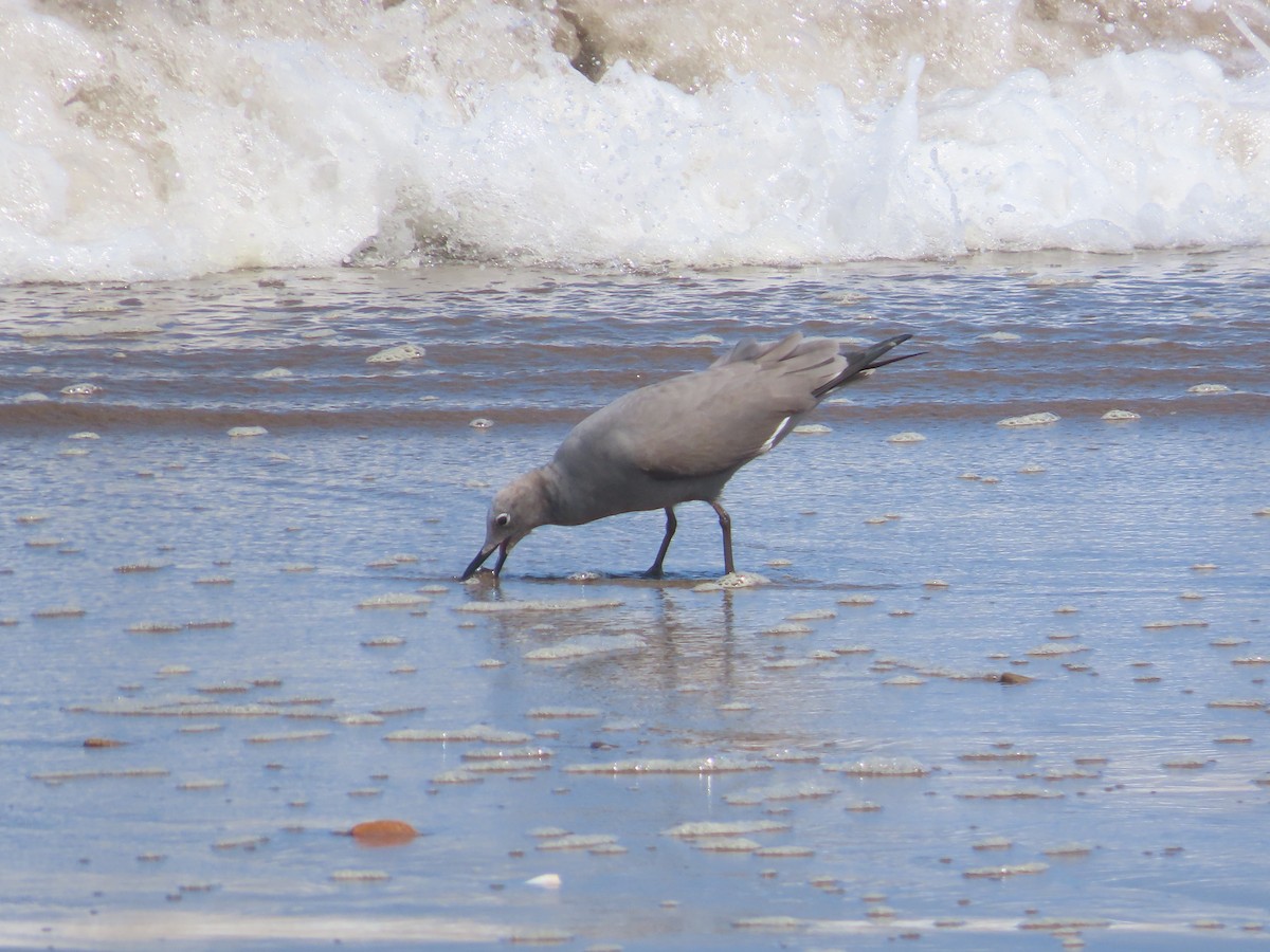 Gray Gull - ML382554331
