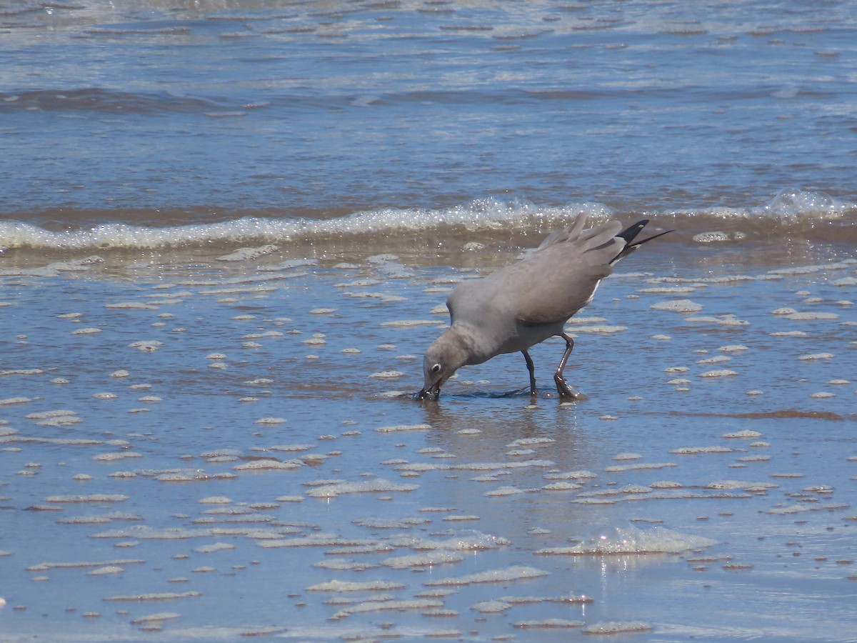 Gray Gull - ML382554341