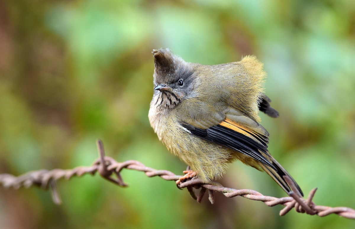 Stripe-throated Yuhina - ML382555501