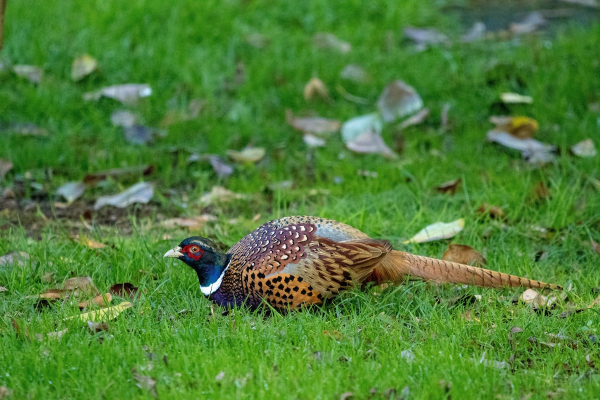 環頸雉 - ML382556261