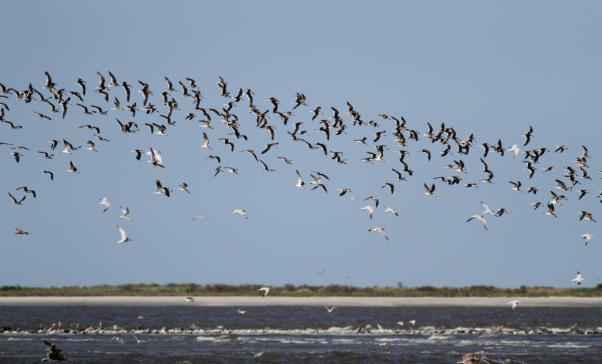 Black Skimmer - ML38255631