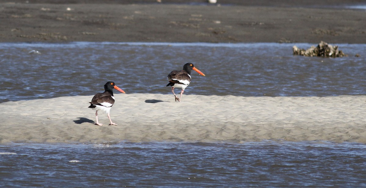 American Oystercatcher - ML38255691