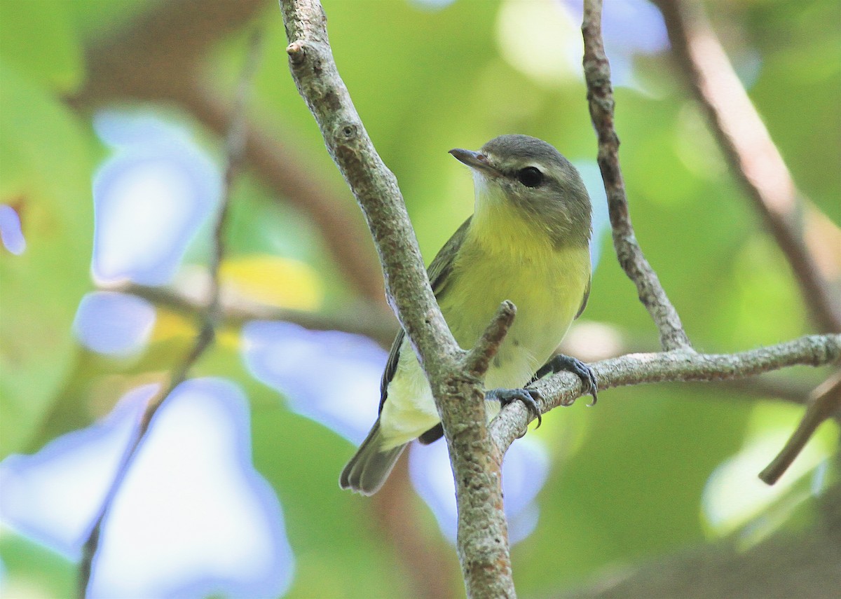 Philadelphia Vireo - ML38255711