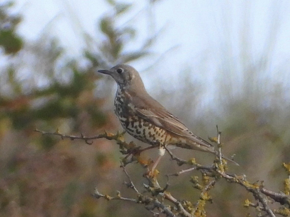 Mistle Thrush - ML382557371