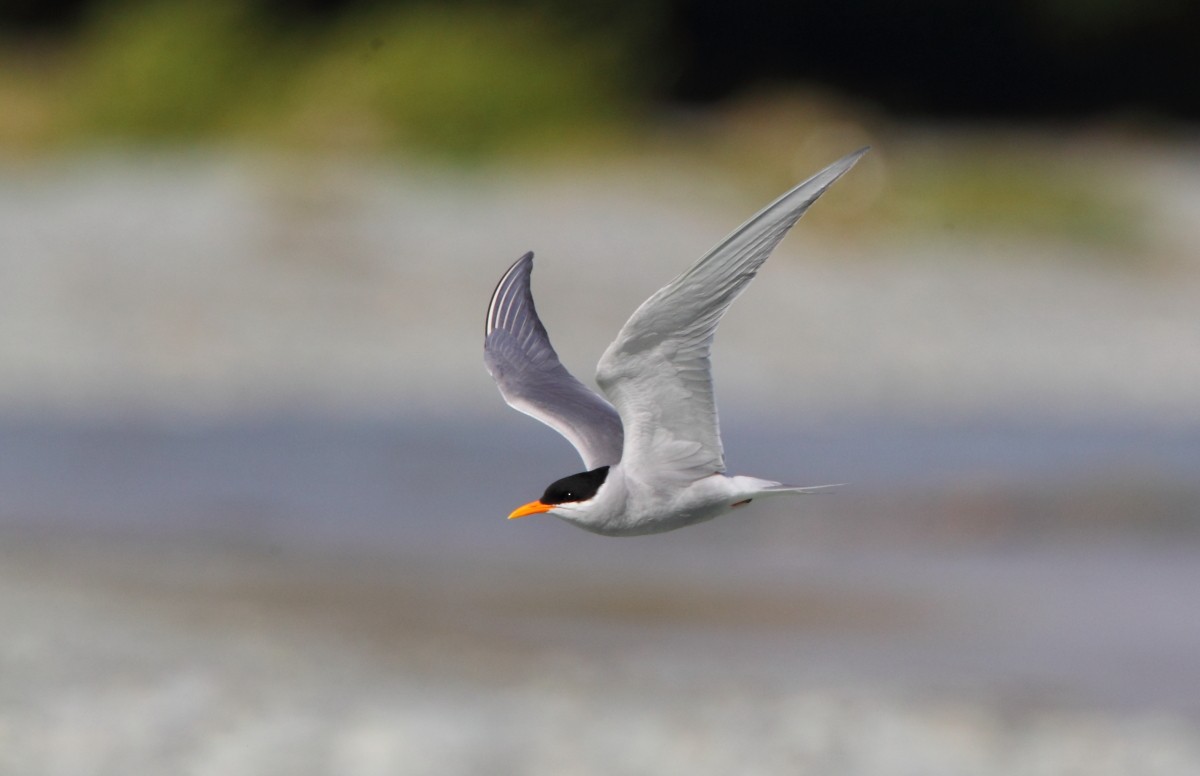 Black-fronted Tern - ML38255901