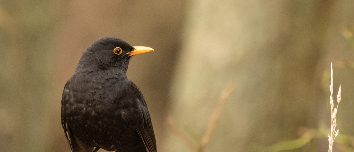 Eurasian Blackbird - Donavin de Jager