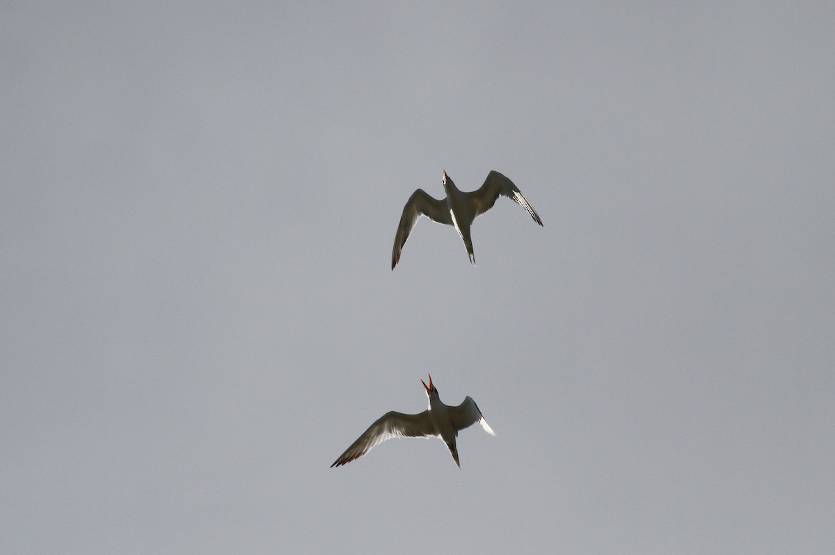 Royal Tern - Jay McGowan