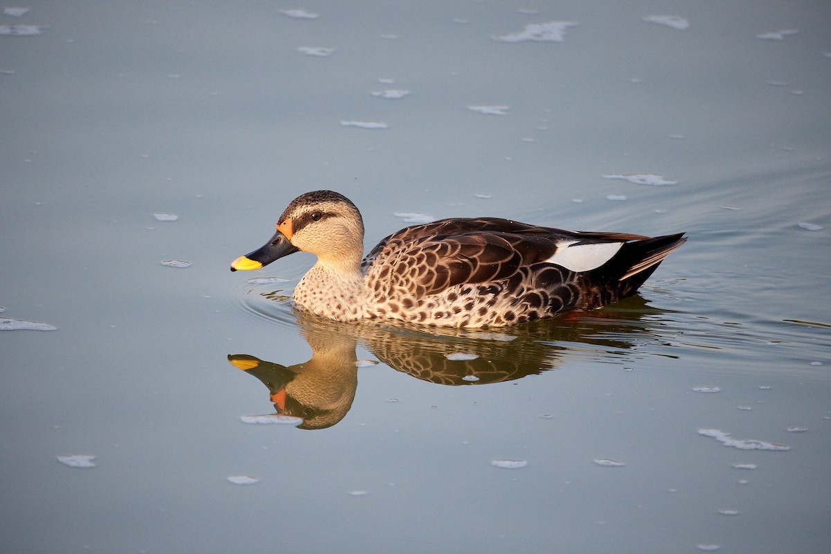 Indian Spot-billed Duck - ML382559181
