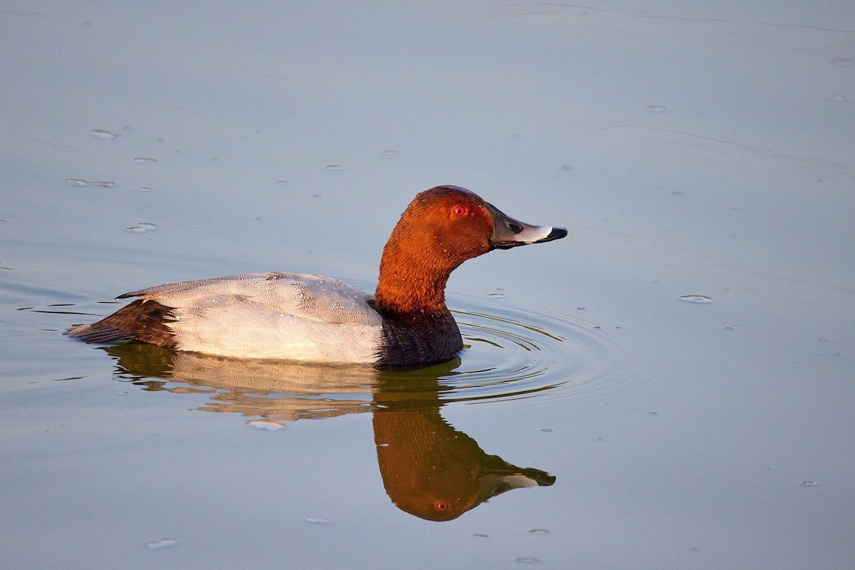 Common Pochard - ML382559191