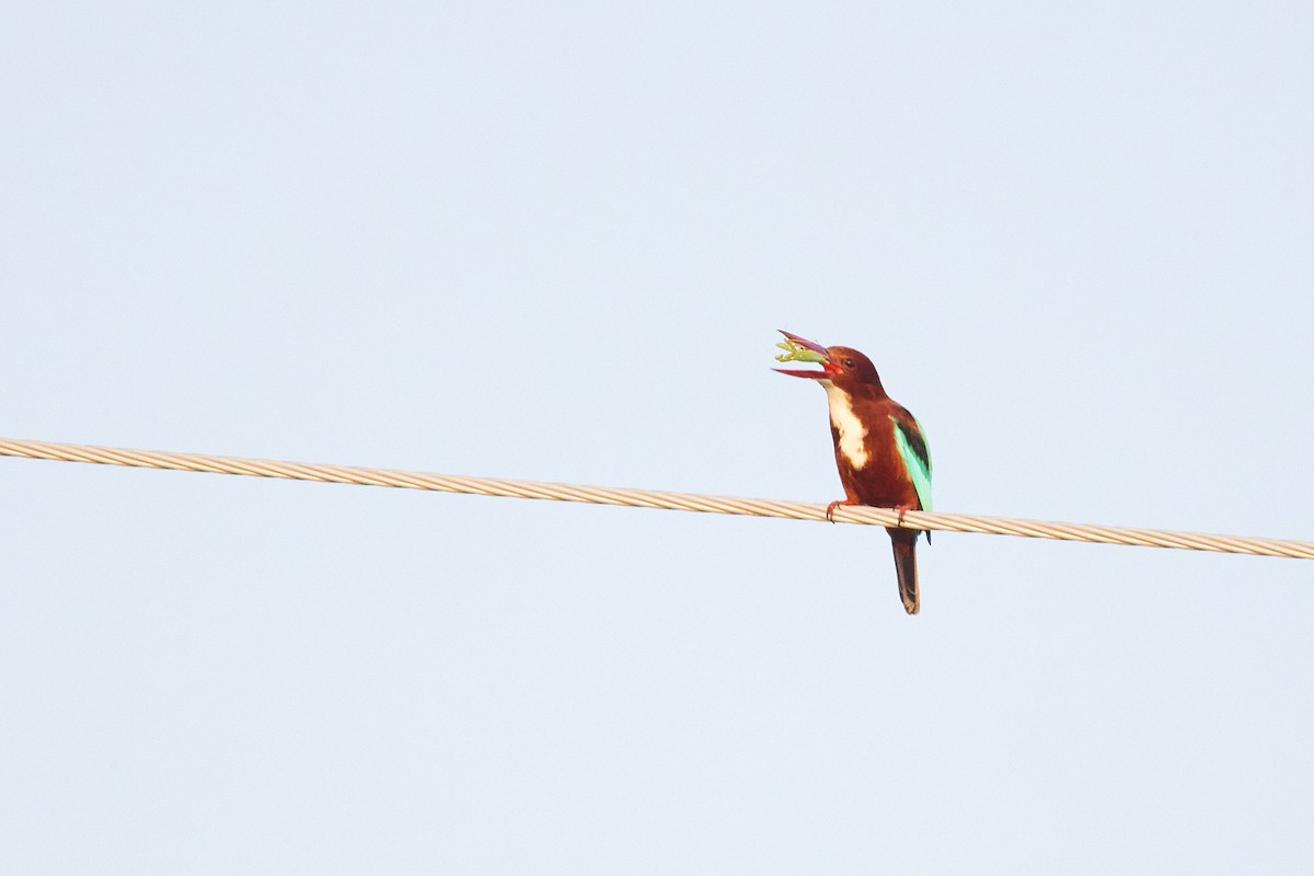 White-throated Kingfisher - ML382559201