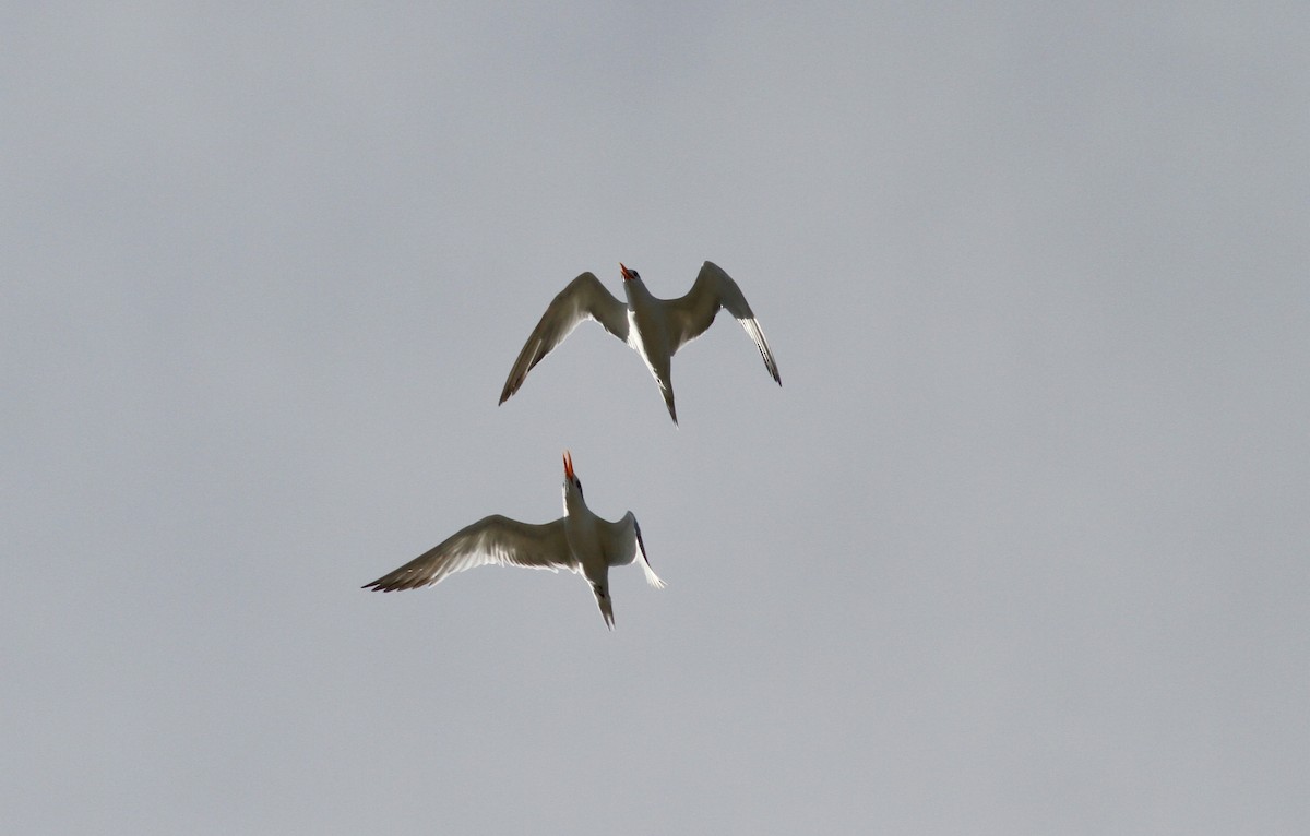 Royal Tern - ML38255961