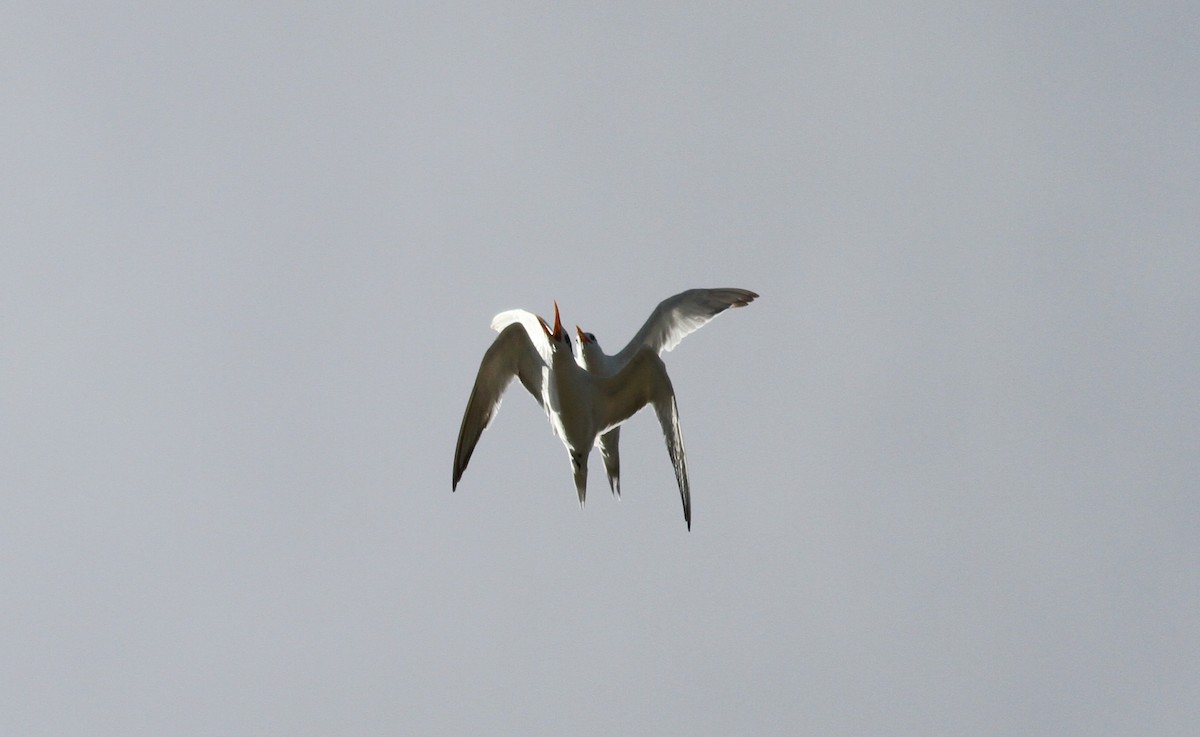 Royal Tern - ML38255971