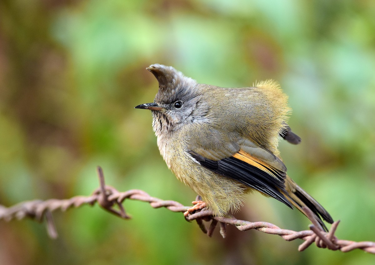 Stripe-throated Yuhina - ML382560061