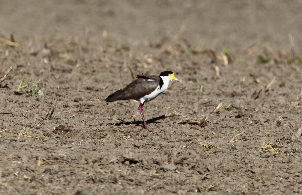 Masked Lapwing - County Lister Brendan